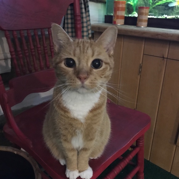 Meet your Posher, Kim - Picture 4 of 8